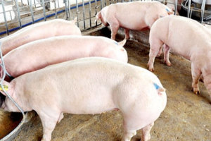 Giá heo hơi hôm nay 4/11: tiếp đà tăng nhẹ 1.000 đồng/kg tại miền Bắc