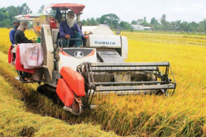 Giá lúa gạo hôm nay 5/11: giá gạo tăng nhẹ 50 đồng/kg