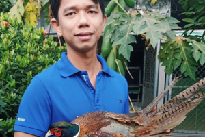 Cho chim trĩ nghe nhạc mùa sinh sản, chàng trai thu nhập 300 triệu đồng/năm
