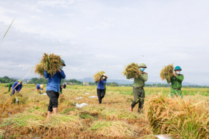 Giá lúa gạo hôm nay 6/11: giá lúa tăng, giảm trái chiều