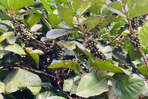 Giá cà phê hôm nay 8/11: tăng mạnh trở lại, Robusta thêm gần 180 USD/tấn