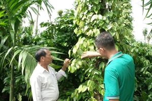 Giá tiêu hôm nay 15/11: liệu có phục hồi khi thị trường về mốc 1350.000 đồng/kg?