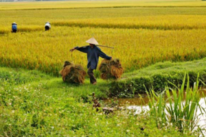 Giá lúa gạo hôm nay 20/11: gạo thơm tăng cao