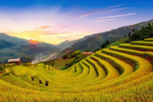 Giá lúa gạo hôm nay 28/11: lúa tươi giá tăng mạnh