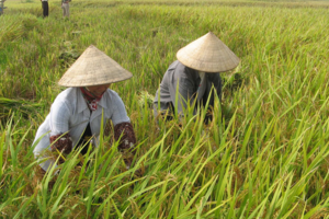 Giá lúa gạo hôm nay 2/12: giá lúa neo mức cao