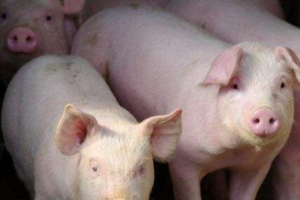 Giá heo hơi hôm nay 5/12: tiếp tục tăng rải rác tại miền Bắc và miền Trung
