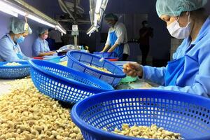 Xuất khẩu hạt điều sang Thuỵ Điển: Thương vụ khuyến cáo gì cho doanh nghiệp?