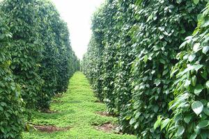 Giá tiêu hôm nay 9/12: vượt qua cú sốc, giá tiêu vẫn tăng, thêm 2.000 đồng/kg