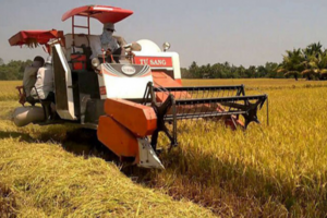 Giá lúa gạo hôm nay 10/12: gạo nguyên liệu thơm nhích nhẹ
