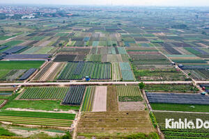 Người dân trồng hoa Mê Linh tất bật cho vụ Tết