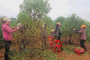 Nhộn nhịp làng hoa Hồng Thái