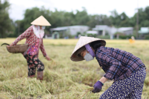 Giá lúa gạo hôm nay 16/12: gạo thơm nhích nhẹ