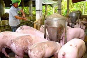 Giá heo hơi hôm nay 19/12: miền Bắc và miền Trung tiếp tục đà tăng giá