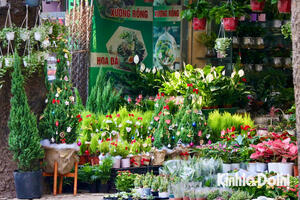 Đông đảo khách hàng lựa chọn cây thông, tùng mini trang trí đón noel