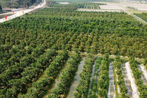 Thủ phủ quất Thanh Hóa kín đơn đặt hàng dịp Tết 2025