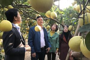 Tiêu thụ trái cây vẫn gặp khó 