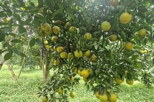 Hà Tĩnh: hương sắc những vườn cam trĩu quả