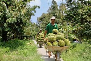 Nhiều giải pháp thúc đẩy xuất khẩu sang Trung Quốc