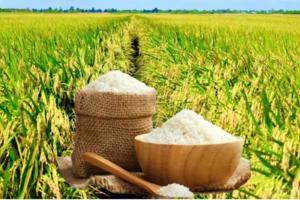 Giá lúa gạo hôm nay 4/2: giá lúa giảm 1.000 đồng/kg