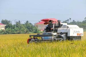 Sóc Trăng: Giá lúa tươi tăng, nông dân phấn khởi thu hoạch