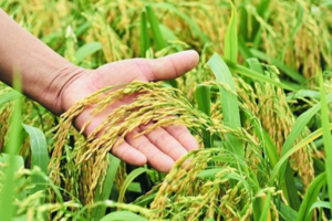 Giá lúa gạo hôm nay 17/2: nông dân chào bán vững giá