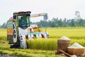 Giá lúa gạo hôm nay ngày 26/2/2025: Lúa tươi đảo chiều tăng