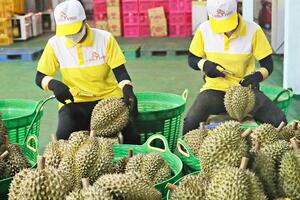 Xuất khẩu giảm mạnh, cách nào sầu riêng trở lại ‘ngôi vương’?