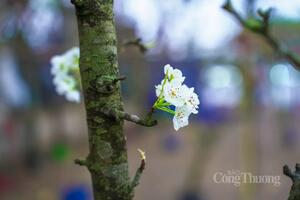 Hoa lê rừng xuống phố Hà Nội: Giá ngất ngưởng 4 triệu đồng/cành