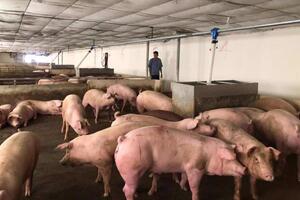 Hà Nội: phát triển chăn nuôi an toàn, bền vững