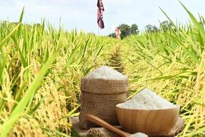 Giá lúa gạo hôm nay ngày 28/2: Lúa tươi quay đầu giảm