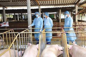 Hà Nội đẩy mạnh đầu tư ứng dụng công nghệ cao trong chăn nuôi