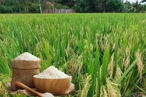 Giá lúa gạo hôm nay ngày 6/3: Lúa tươi giảm, gạo tăng