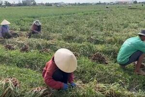 Sóc Trăng: Hành tím mất giá, thương lái thu mua cầm chừng