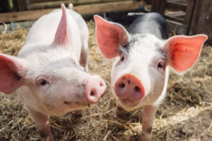 Giá heo hơi hôm nay 14/3: giảm nhẹ trên cả nước