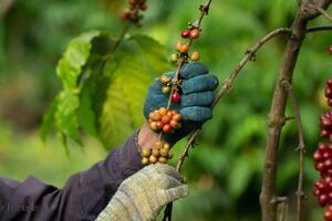 Giá cà phê hôm nay 21/3/2025: Robusta giảm trong khi Arabica tiếp tục tăng