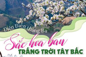 Điện Biên tháng Ba - Sắc hoa ban trắng trời Tây Bắc