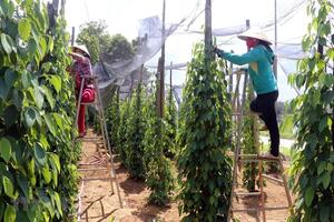 Giá tiêu hôm nay 21/3/2025: tăng trở lại, thêm 500 đồng/kg tại Đông Nam Bộ