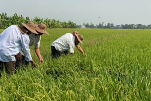 Giá lúa gạo hôm nay 25/3: gạo đảo chiều giảm nhẹ