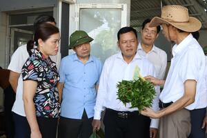 Nông dân Hà Nội làm giàu nhờ trồng rau an toàn
