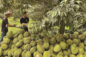 Tránh ‘vỡ trận’ sầu riêng