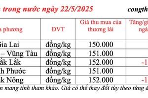Giá tiêu hôm nay 22/5/2025: thị trường neo ở mức cao