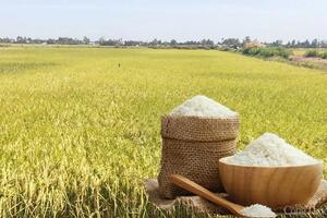 Giá lúa gạo hôm nay ngày 28/5: Thị trường biến động nhẹ