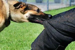 Bé 8 tuổi bị chó nhà cắn sau 5 tháng mới phát bệnh dại