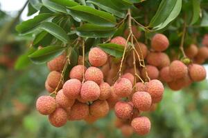 Việt Nam giữ vị trí thứ hai về sản lượng trái vải toàn cầu