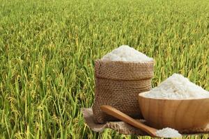 Giá lúa gạo hôm nay ngày 17/6: Lúa tươi, gạo xuất khẩu giảm