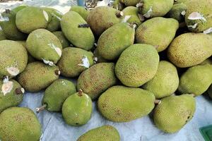 Mít miền Tây rớt giá thê thảm, đại hạ giá 1.000 đồng/kg vẫn ế