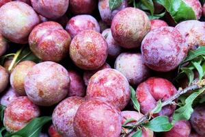 Sơn La đẩy mạnh xúc tiến tiêu thụ và chế biến sâu sản phẩm trái cây