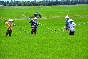 Mỗi công lúa đầu tư 2 triệu, bán giá 6.000 đồng/kg: Nông dân Bạc Liêu gặp khó