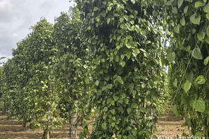 Giá tiêu hôm nay 1/7/2025: trong nước lấy lại đà tăng cao