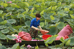 Mô hình trồng sen mang lại cuộc sống khấm khá cho người dân Hà Tĩnh